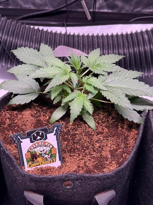 Canna Cheese 1:1 (2026) #1 & #2. Week 3 - Day 21-CC1