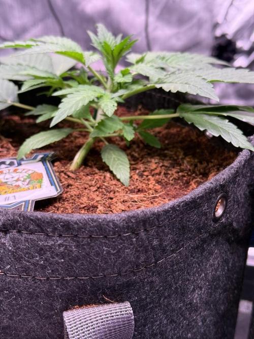 Canna Cheese 1:1 (2026) #1 & #2. Week 3 - Day 21-CC1
