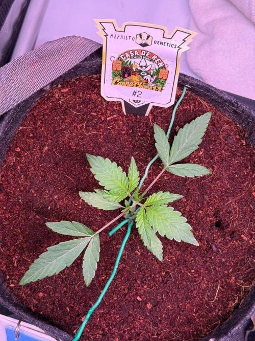 Canna Cheese 1:1 (2026) #1 & #2. Week 3 - Day 15-CC2
