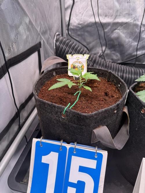 Canna Cheese 1:1 (2026) #1 & #2. Week 3 - Day 15-CC2
