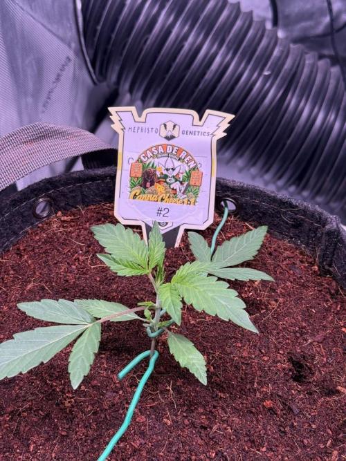 Canna Cheese 1:1 (2026) #1 & #2. Week 3 - Day 15-CC2
