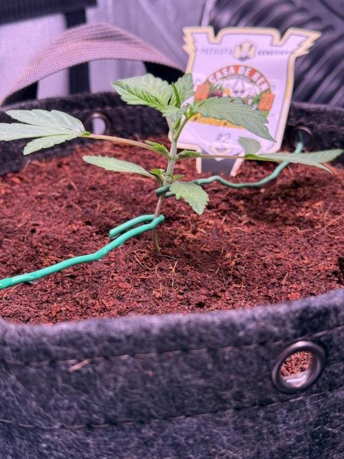 Canna Cheese 1:1 (2026) #1 & #2. Week 3 - Day 15-CC2
