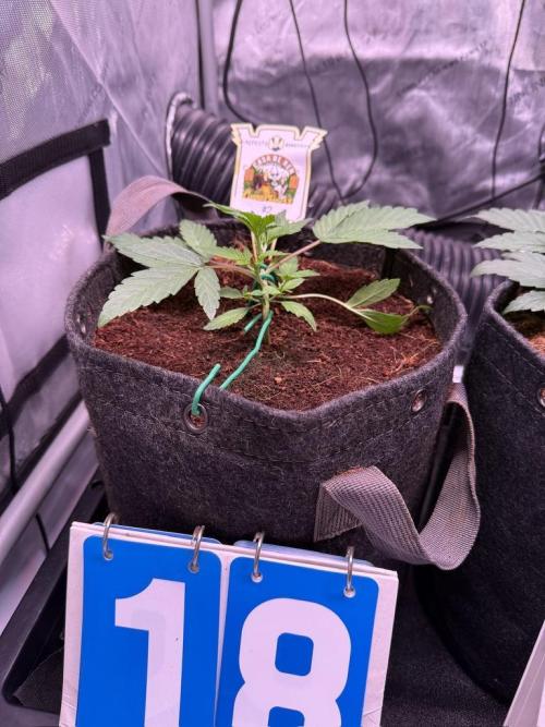 Canna Cheese 1:1 (2026) #1 & #2. Week 3 - Day 18-CC2
