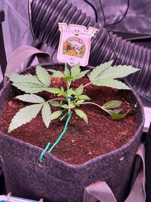 Canna Cheese 1:1 (2026) #1 & #2. Week 3 - Day 18-CC2
