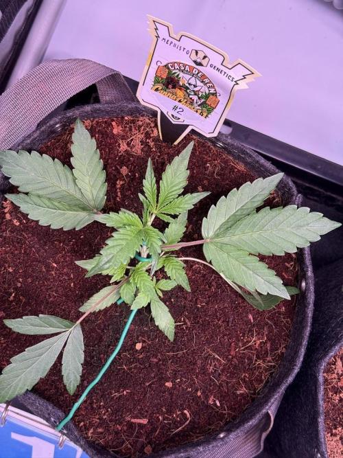 Canna Cheese 1:1 (2026) #1 & #2. Week 3 - Day 18-CC2
