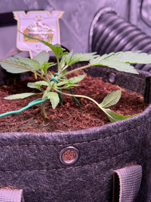 Canna Cheese 1:1 (2026) #1 & #2. Week 3 - Day 18-CC2
