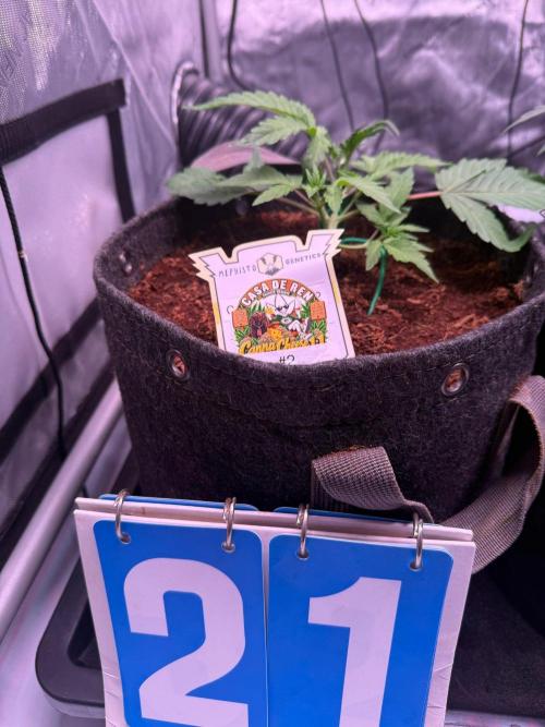 Canna Cheese 1:1 (2026) #1 & #2. Week 3 - Day 21-CC2
