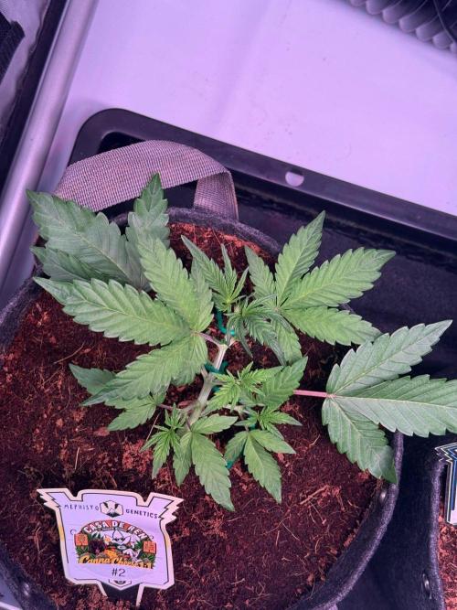 Canna Cheese 1:1 (2026) #1 & #2. Week 3 - Day 21-CC2
