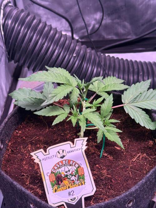 Canna Cheese 1:1 (2026) #1 & #2. Week 3 - Day 21-CC2
