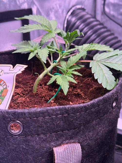 Canna Cheese 1:1 (2026) #1 & #2. Week 3 - Day 21-CC2
