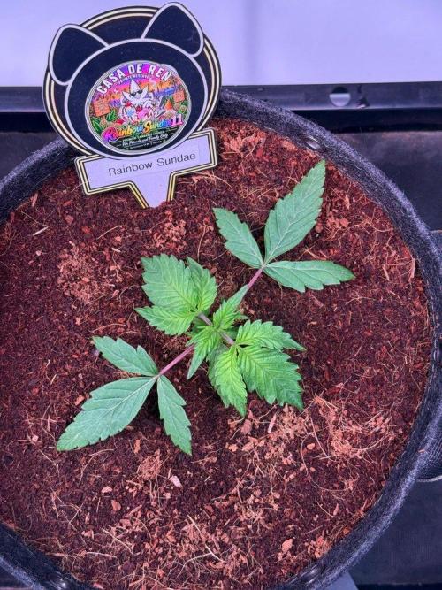 Rainbow Sundae 11-Mephisto Genetics. Week 3 - Day 15