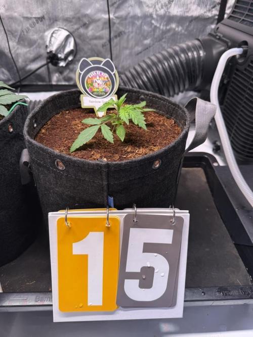 Rainbow Sundae 11-Mephisto Genetics. Week 3 - Day 15
