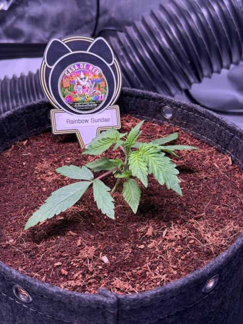 Rainbow Sundae 11-Mephisto Genetics. Week 3 - Day 15