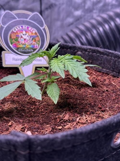 Rainbow Sundae 11-Mephisto Genetics. Week 3 - Day 15