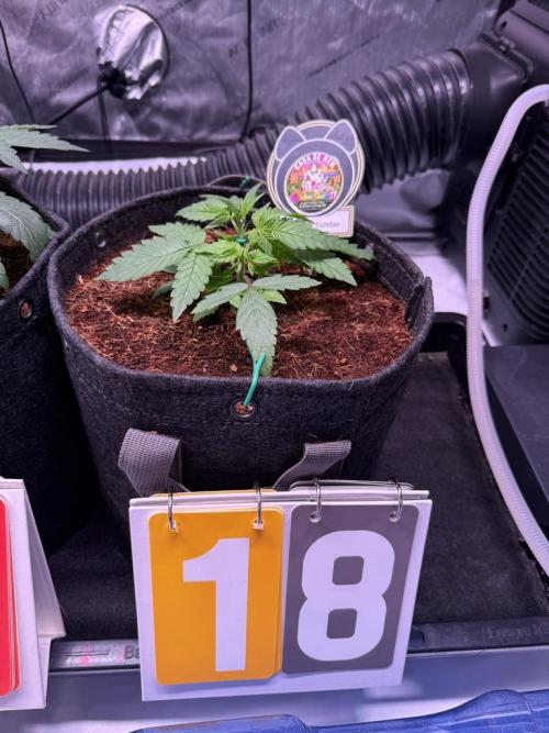 Rainbow Sundae 11-Mephisto Genetics. Week 3 - Day 18