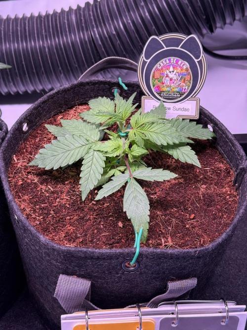 Rainbow Sundae 11-Mephisto Genetics. Week 3 - Day 18