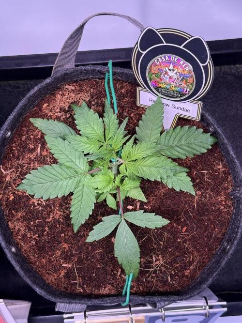 Rainbow Sundae 11-Mephisto Genetics. Week 3 - Day 18