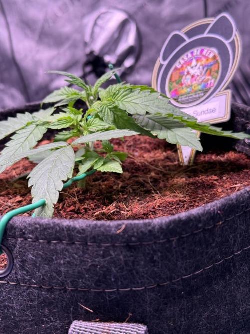Rainbow Sundae 11-Mephisto Genetics. Week 3 - Day 18