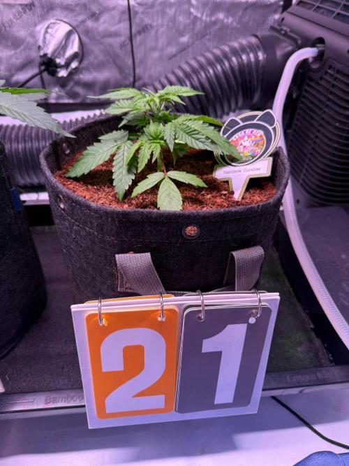 Rainbow Sundae 11-Mephisto Genetics. Week 3 - Day 21