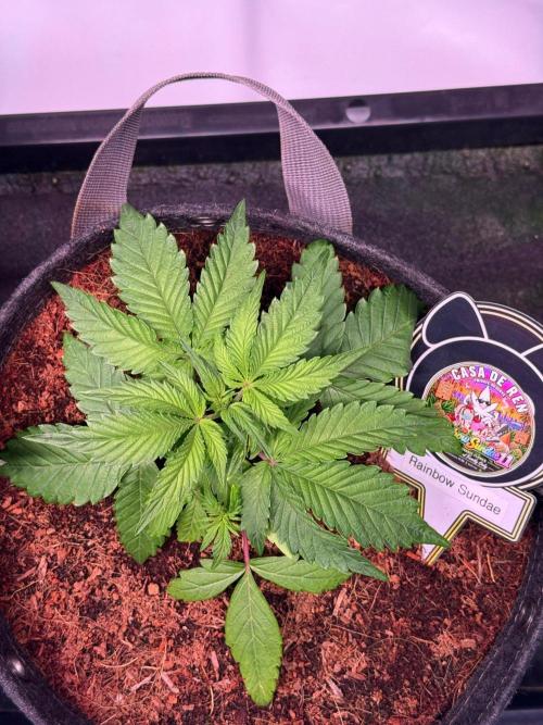 Rainbow Sundae 11-Mephisto Genetics. Week 3 - Day 21