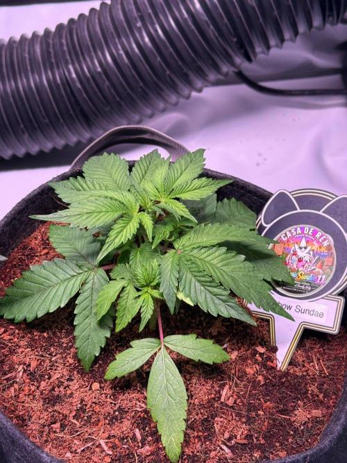 Rainbow Sundae 11-Mephisto Genetics. Week 3 - Day 21