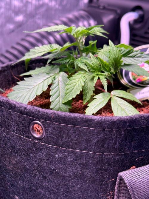 Rainbow Sundae 11-Mephisto Genetics. Week 3 - Day 21