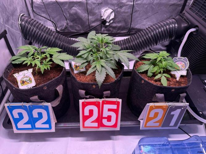 Rainbow Sundae 11-Mephisto Genetics. Week 3 - Family Photo