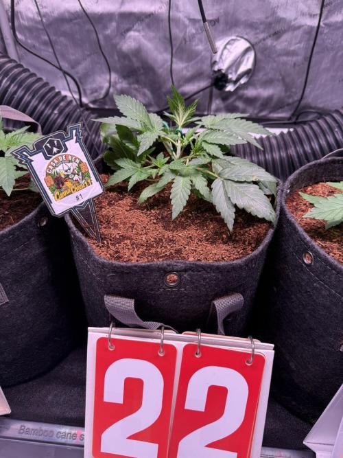 Canna Cheese 1:1 (2026) #1 & #2. Week 4 - Day 22