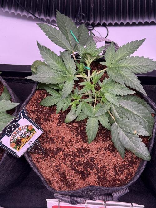 Canna Cheese 1:1 (2026) #1 & #2. Week 4 - Day 22