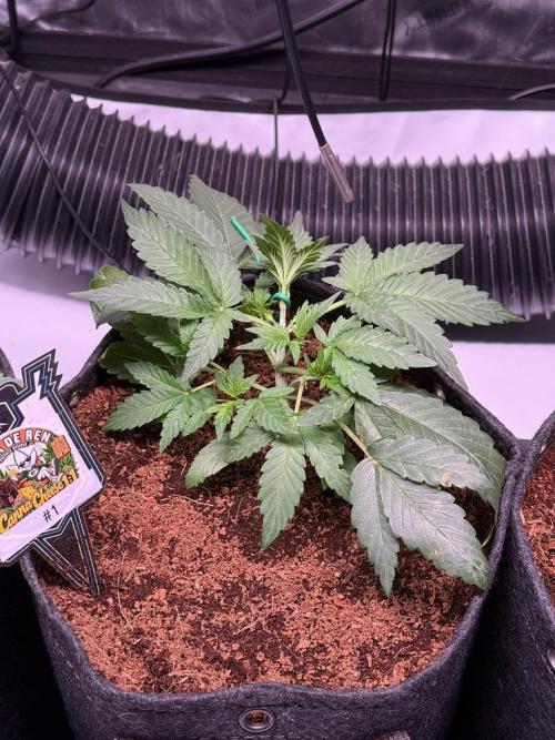 Canna Cheese 1:1 (2026) #1 & #2. Week 4 - Day 22