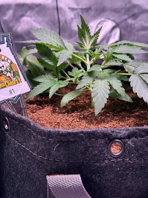 Canna Cheese 1:1 (2026) #1 & #2. Week 4 - Day 22