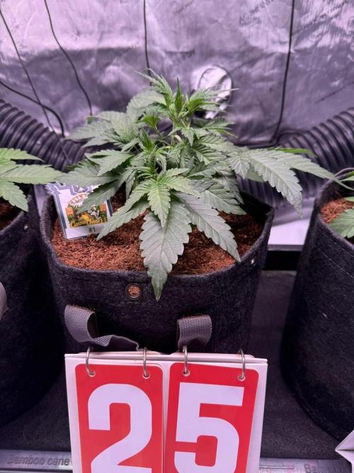 Canna Cheese 1:1 (2026) #1 & #2. Week 4 - Day 25