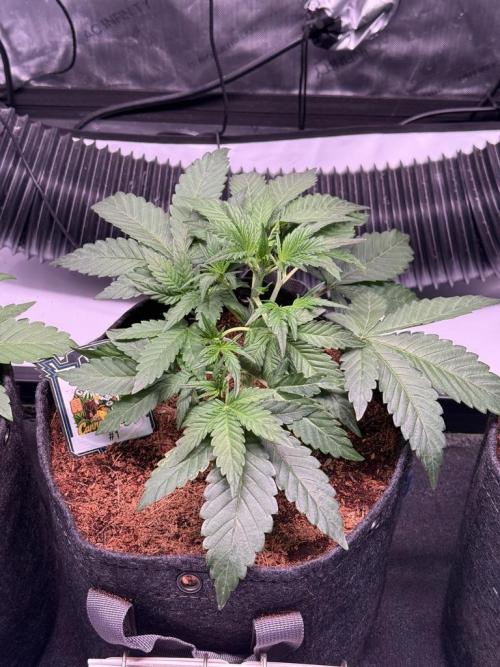 Canna Cheese 1:1 (2026) #1 & #2. Week 4 - Day 25