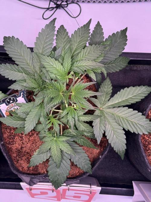 Canna Cheese 1:1 (2026) #1 & #2. Week 4 - Day 25