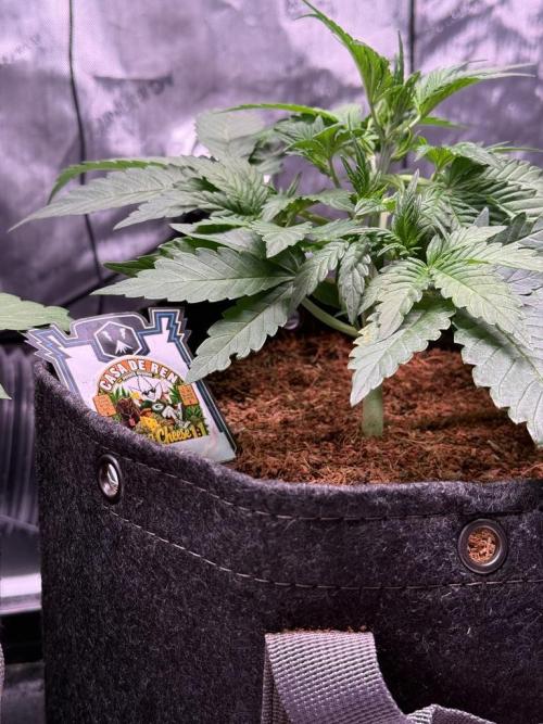 Canna Cheese 1:1 (2026) #1 & #2. Week 4 - Day 25