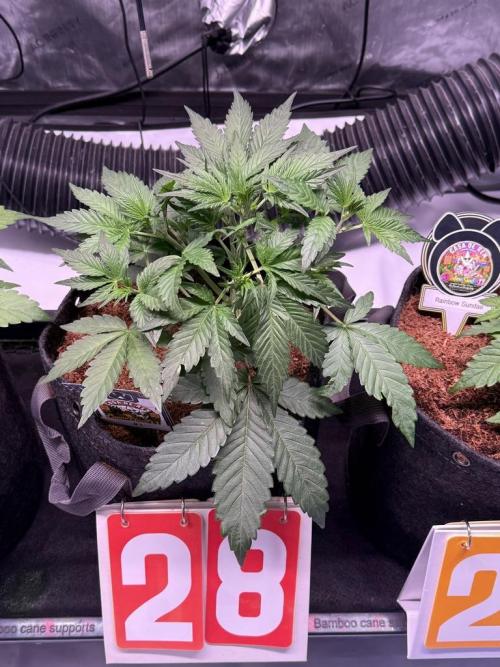 Canna Cheese 1:1 (2026) #1 & #2. Week 4 - Day 28