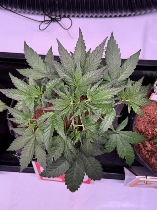 Canna Cheese 1:1 (2026) #1 & #2. Week 4 - Day 28