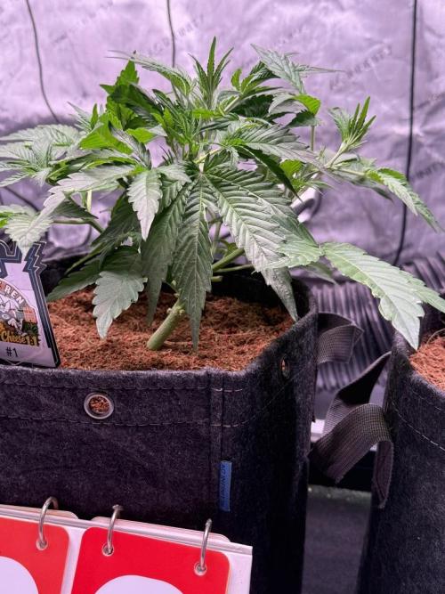 Canna Cheese 1:1 (2026) #1 & #2. Week 4 - Day 28