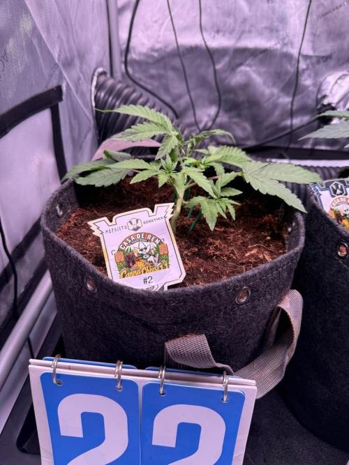 Canna Cheese 1:1 (2026) #1 & #2. Week 4 - Day 22
