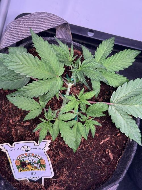 Canna Cheese 1:1 (2026) #1 & #2. Week 4 - Day 22