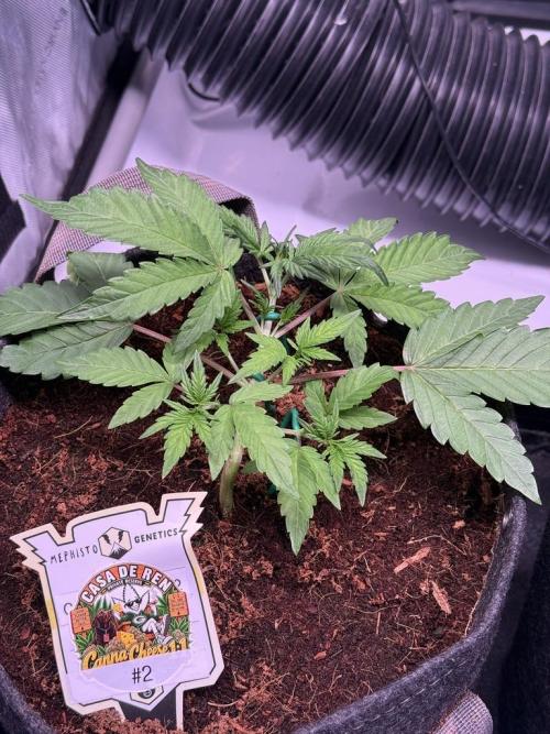 Canna Cheese 1:1 (2026) #1 & #2. Week 4 - Day 22