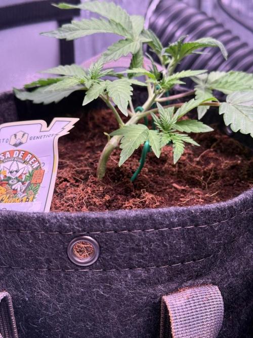 Canna Cheese 1:1 (2026) #1 & #2. Week 4 - Day 22