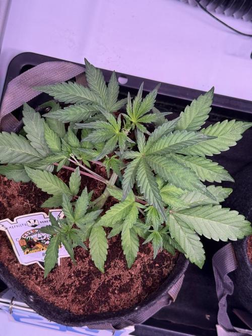 Canna Cheese 1:1 (2026) #1 & #2. Week 4 - Day 25