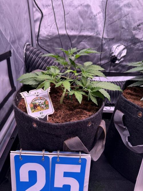 Canna Cheese 1:1 (2026) #1 & #2. Week 4 - Day 25