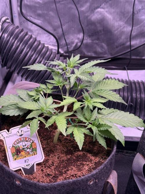 Canna Cheese 1:1 (2026) #1 & #2. Week 4 - Day 25