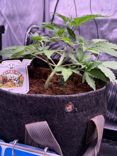 Canna Cheese 1:1 (2026) #1 & #2. Week 4 - Day 25