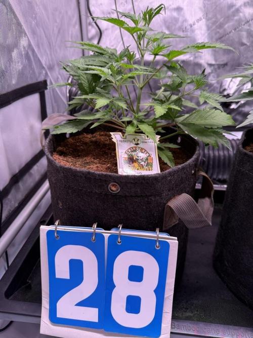 Canna Cheese 1:1 (2026) #1 & #2. Week 4 - Day 28