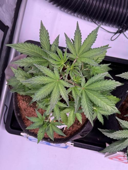 Canna Cheese 1:1 (2026) #1 & #2. Week 4 - Day 28