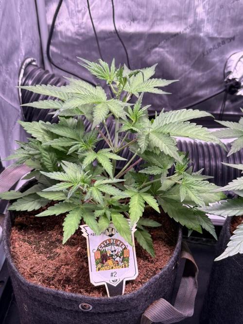 Canna Cheese 1:1 (2026) #1 & #2. Week 4 - Day 28