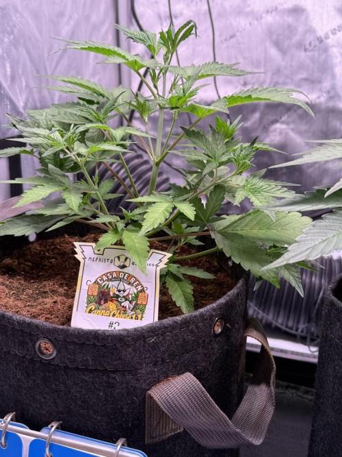 Canna Cheese 1:1 (2026) #1 & #2. Week 4 - Day 28